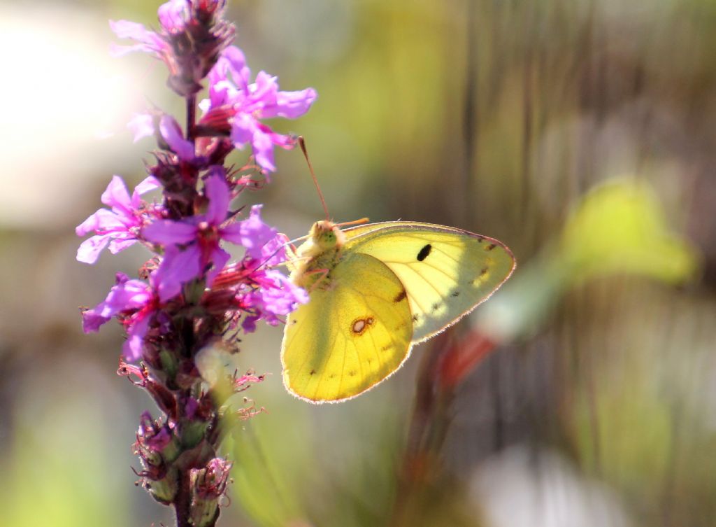 Forse Colias alfacariensis? S